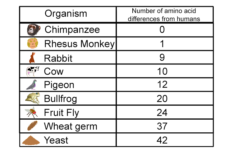 A table with the number of amino acids and how other amounts in species differ to humans